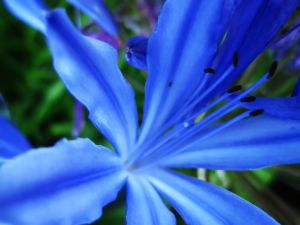 African Blue Lily I _0691.jpg